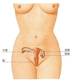 女性性器の構造